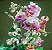 Muda Flor caracol (Vigna Caracalla) - Imagem 2