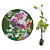 Muda Flor caracol (Vigna Caracalla) - Imagem 1