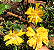 Muda Hibisco Amarelo Dobrado-Feito de estaca - Imagem 2