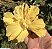 Muda Hibisco Amarelo Dobrado-Feito de estaca - Imagem 3