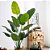 Planta estilo Banana para salas e escritorios-Artificiais - Imagem 3