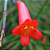 Muda Russélia Vermelha (Russelia equisetiformis) - Imagem 6
