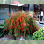 Muda Russélia Vermelha (Russelia equisetiformis) - Imagem 5