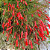 Muda Russélia Vermelha (Russelia equisetiformis) - Imagem 4