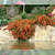 Muda Russélia Vermelha (Russelia equisetiformis) - Imagem 2