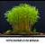 Muda Mini Bambú - Fargesia adpressa para Bonsai Ou Vaso - Imagem 2
