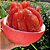 Muda Laranja Gigante Pomelo Red Enxertada- Exótica - Imagem 1