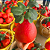 Muda Laranja Gigante Pomelo Red Enxertada- Exótica - Imagem 4
