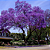 kit 25 Muda de Jacarandá Mimoso-flor - Imagem 2