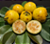 Kit 5 Muda de Araçá-amarelo - Psidium cattleianum - Imagem 2