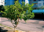 Kit 5 Muda de Araçá-amarelo - Psidium cattleianum - Imagem 3