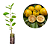 Kit 5 Muda de Araçá-amarelo - Psidium cattleianum - Imagem 1