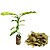Muda de Espinheira Santa - A Verdadeira(Maytenus Ilicifolia) - Imagem 1