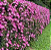 Kit  5 Muda da Flor Caliandra Rosa  para Cerca viva( Paper pot) 28  a 40 cm - Imagem 2