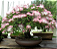 Kit  5 Muda da Flor Caliandra Rosa  para Cerca viva( Paper pot) 28  a 40 cm - Imagem 3