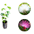 Kit Muda da Flor Caliandra Rosa e Branca para Cerca viva muda 60  a 90 cm - Imagem 1