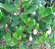 Mudas Clusia Porcelana Flor De Cera ( Clusia Orthoneura ) - Imagem 4