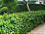 Mudas Clusia Porcelana Flor De Cera ( Clusia Orthoneura ) - Imagem 2