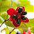 Muda  Flor Do Mickey Mouse De Ochna Kirkii - Imagem 3
