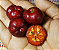 Muda Acerola Negra-Rubra rara Para Vasos - Imagem 5