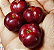 Muda Acerola Negra-Rubra rara Para Vasos - Imagem 4