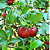 Muda Acerola Negra-Rubra rara Para Vasos - Imagem 3