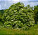 Muda de Sabugueiro - Elderberry - Imagem 4