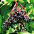 Muda de Sabugueiro - Elderberry - Imagem 2