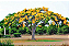 Muda de Flamboyant Amarelo Mirim-Anão - Imagem 3
