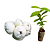 Muda De Jambo Branco - Produz Em 1 Ano - Fruta  Rara - Imagem 1