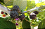 Muda Framboesa Negra do Mysore ( Rubus niveus ) - Imagem 4