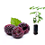 Muda Framboesa Negra do Mysore ( Rubus niveus ) - Imagem 1