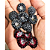 Muda Framboesa Negra do Mysore ( Rubus niveus ) - Imagem 2