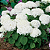 Muda Hortência  Flor Branca (Hydrangea Macrophylla) - Imagem 3