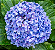 Kit Muda  1 Hortência  Flor Branca  1 Flor Azul-Clonada - Imagem 5