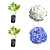 Kit Muda  1 Hortência  Flor Branca  1 Flor Azul-Clonada - Imagem 1