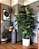Muda de Ficus Lyrata Bambino Pote 15 - Imagem 4