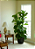 Muda de Ficus Lyrata Bambino Pote 15 - Imagem 3