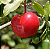 Muda Acerola acerola Junco Enxertada para Suco - Imagem 3