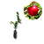 Muda Acerola acerola Junco Enxertada para Suco - Imagem 1