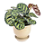 Muda de Maranta Pavão ou Calathea Makoyana - Imagem 3