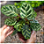 Kit 2 Mudas de Maranta Pavão ou Calathea Makoyana pote - Imagem 2