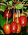 Muda de Cereja do Himalaia (Elaegnus latfolia) - Imagem 2