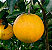 Muda Laranja Lima Sorocaba  IAC 2006 Enxertada - Imagem 2