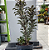 Muda Dracena cordyline chocolate queen - Imagem 2