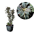 Muda Dracena cordyline chocolate queen - Imagem 1