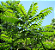 Muda De Guaçatonga  Café Do Brejo - Planta Medicinal - Imagem 2