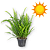 Muda de Samambaia Americana-de Sol - Imagem 1