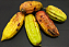 Muda de Guajilote ou Bananinha  Cana - Imagem 4