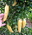 Muda de Guajilote ou Bananinha  Cana - Imagem 2